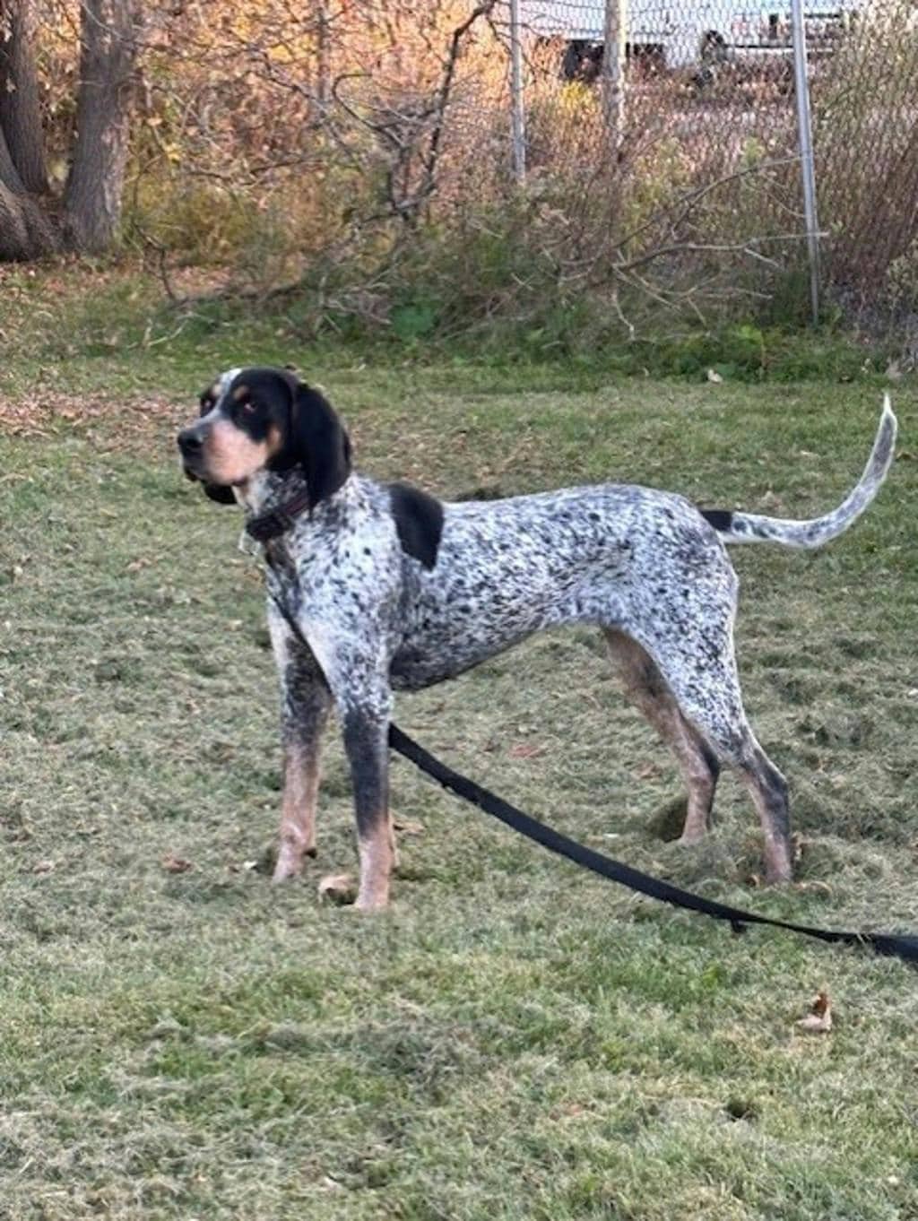 Puggy - Coonhound, Bluetick available for adoption at Ontario SPCA & Humane Society in Napanee