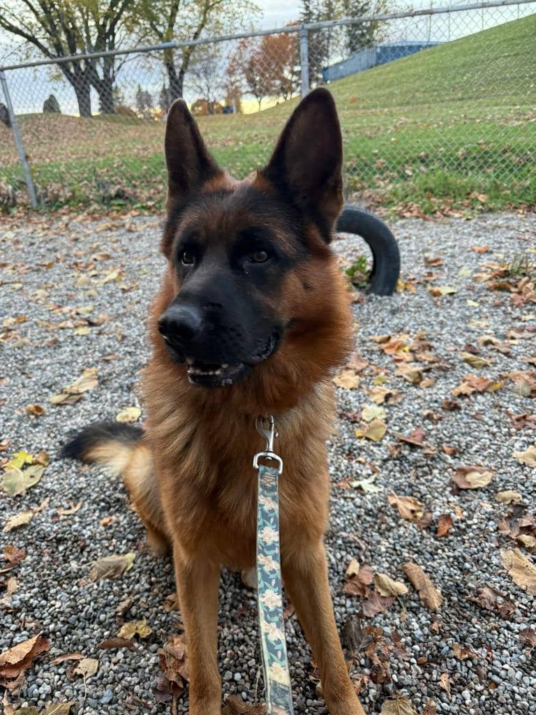 Ivan - German Shepherd available for adoption at Ontario SPCA (Ottawa Area) in Ottawa