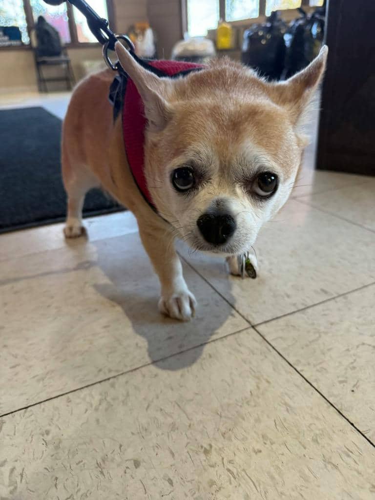 Chanel - Chihuahua available for adoption at Ontario SPCA (Ottawa Area) in Ottawa