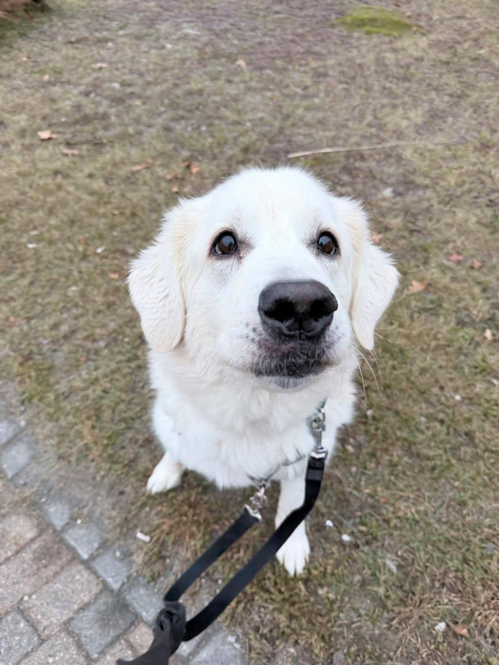 Persephone - Maremma Sheepdog available for adoption in Calgary