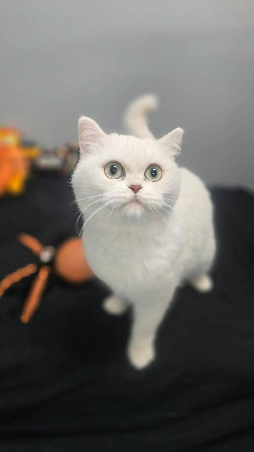 Cotton - British Shorthair available for adoption