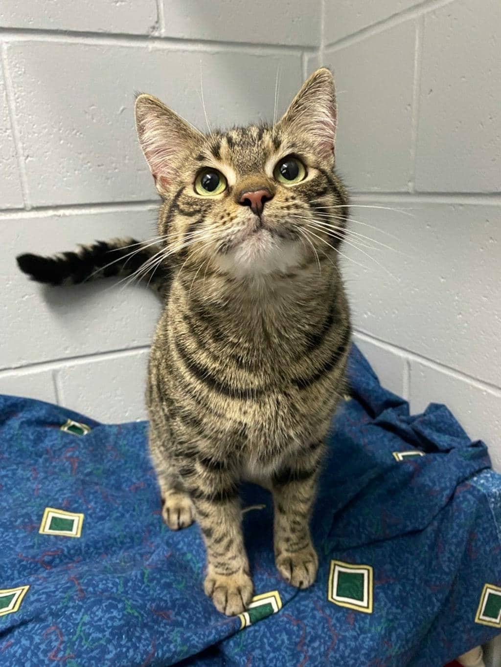 Honey - Domestic Short Hair available for adoption