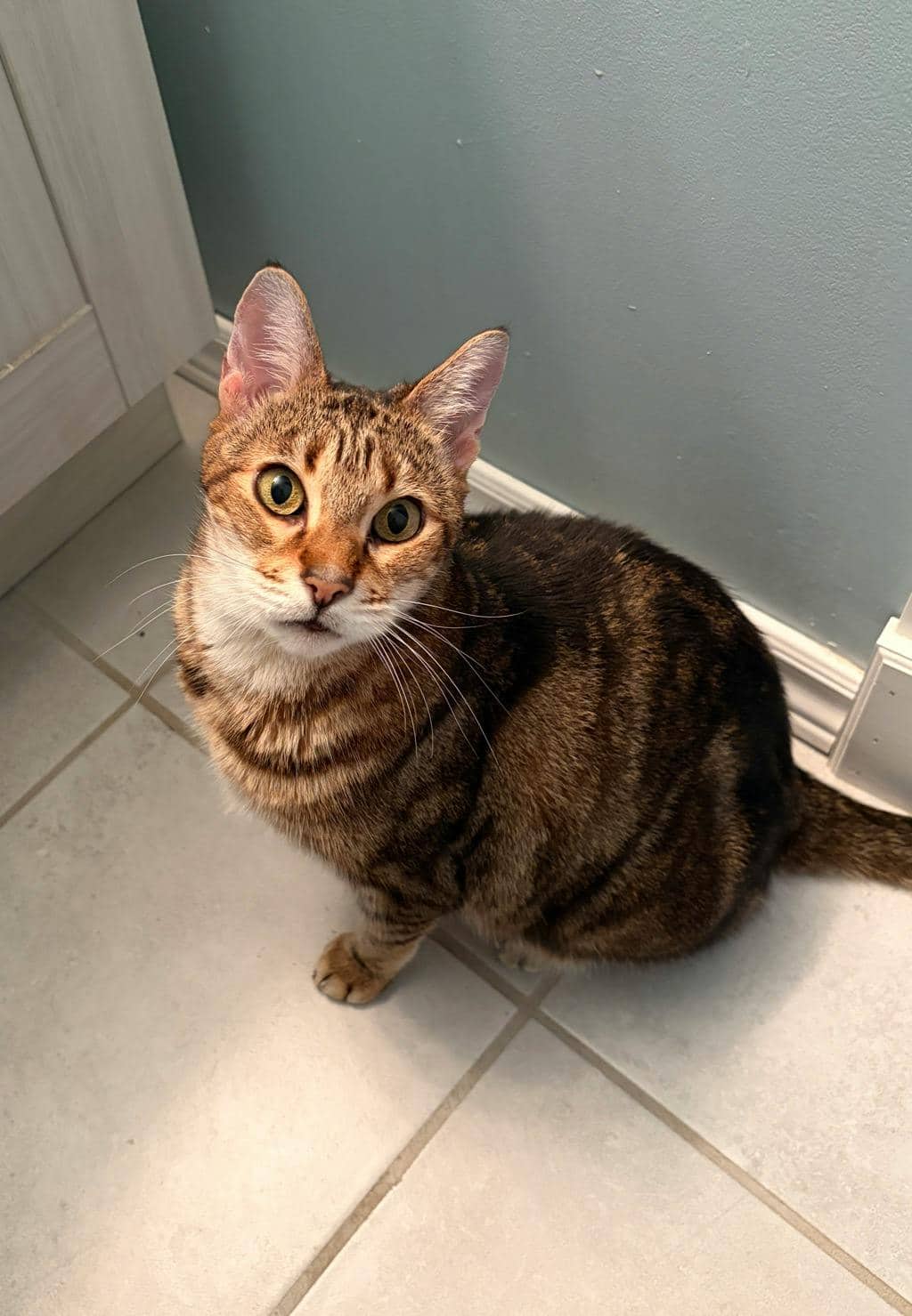 Clover - Bengal available for adoption