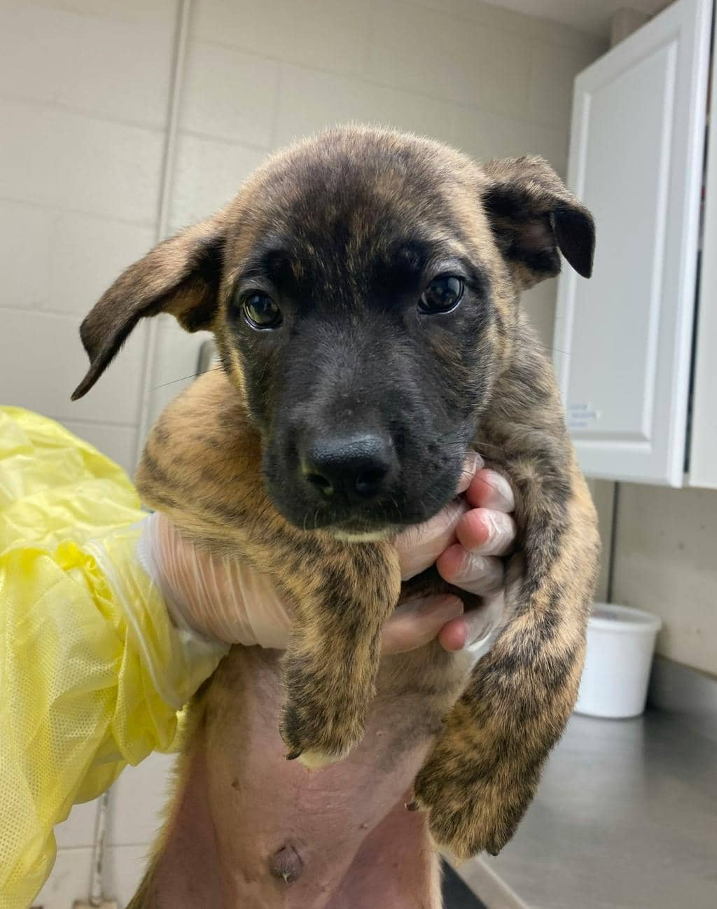 Sam - Shepherd available for adoption