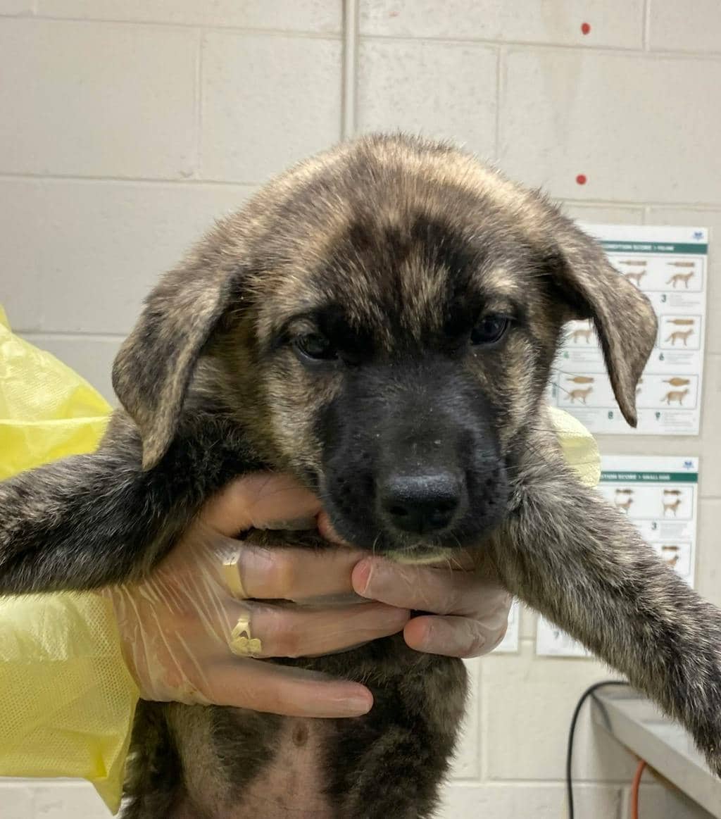 Dean - Shepherd available for adoption