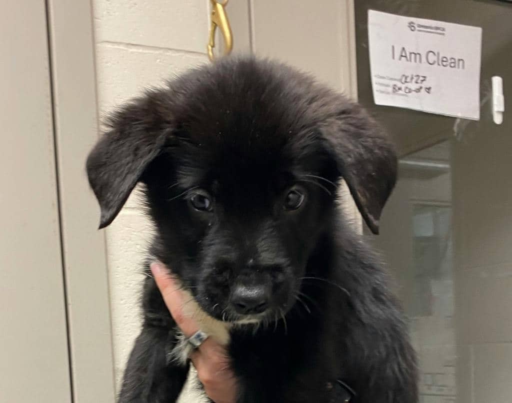 Castiel - Shepherd available for adoption