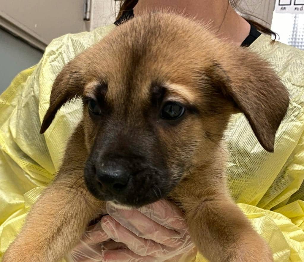 Bobby - Shepherd available for adoption at Ontario SPCA (Sudbury) in Sudbury