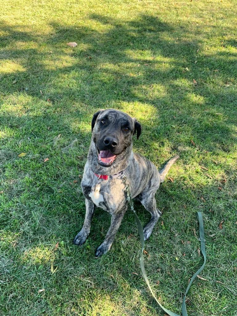Angel - Kangal available for adoption at Ontario SPCA & Humane Society in Napanee