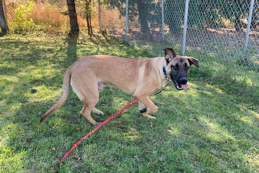 Lennie - Mastiff available for adoption