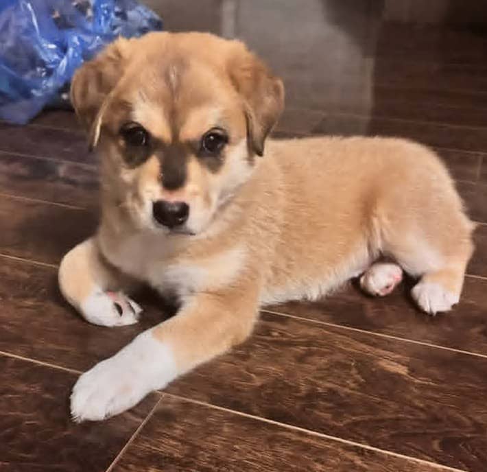 Aspen - Mixed Breed available for adoption at Paws For Love in Thunder Bay