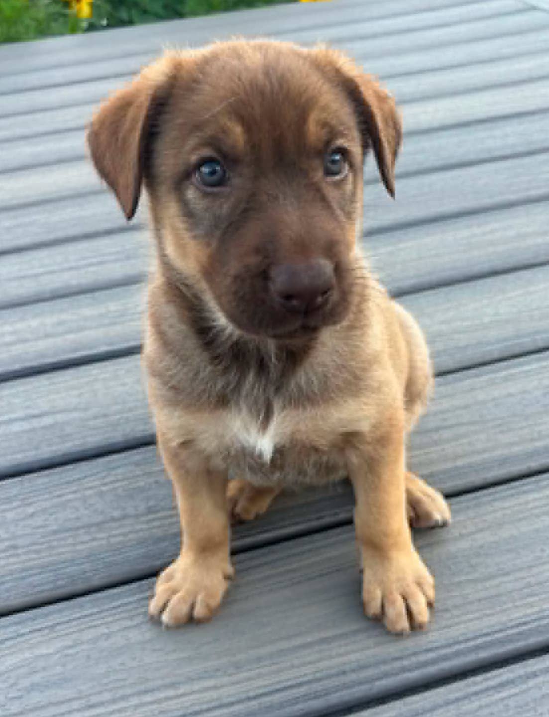 Balsam - Husky available for adoption