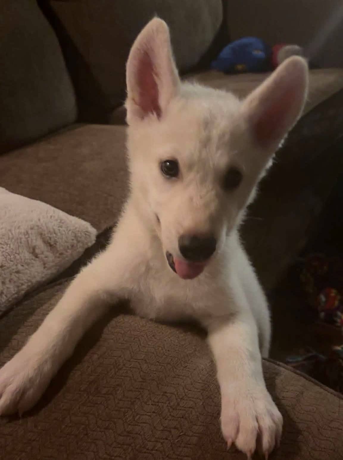 Bear - Husky Mix available for adoption at Paws For Love in Thunder Bay