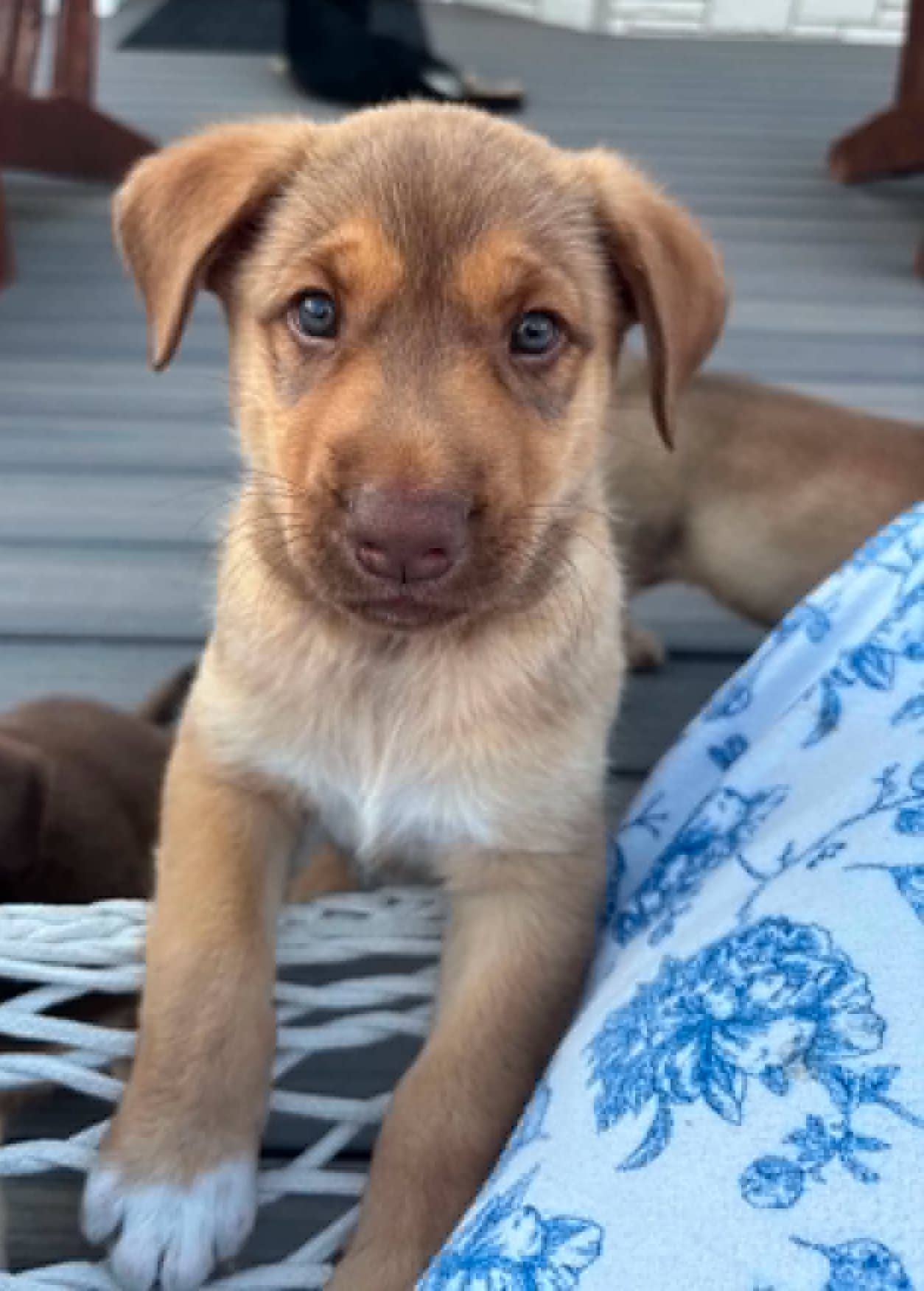 Cedar - Husky available for adoption