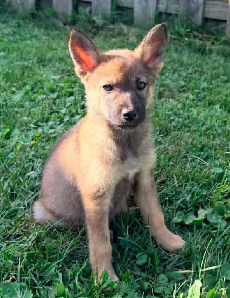 Chia - Mixed Breed available for adoption at Paws For Love in Thunder Bay