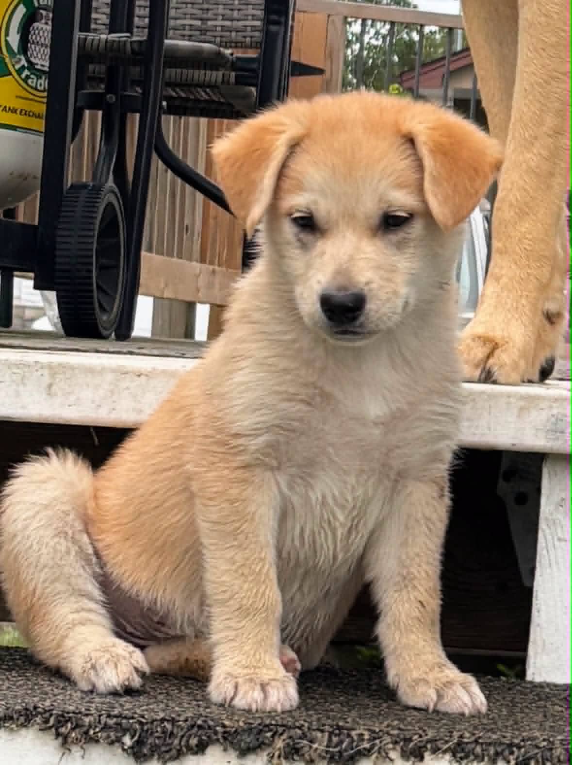 Fin - Mixed Breed available for adoption
