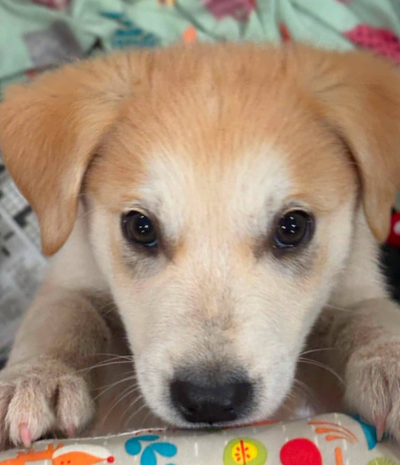 Finnegan - German Shepherd available for adoption