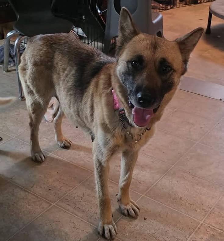 Lexie - Shepherd Mix available for adoption in Ontario