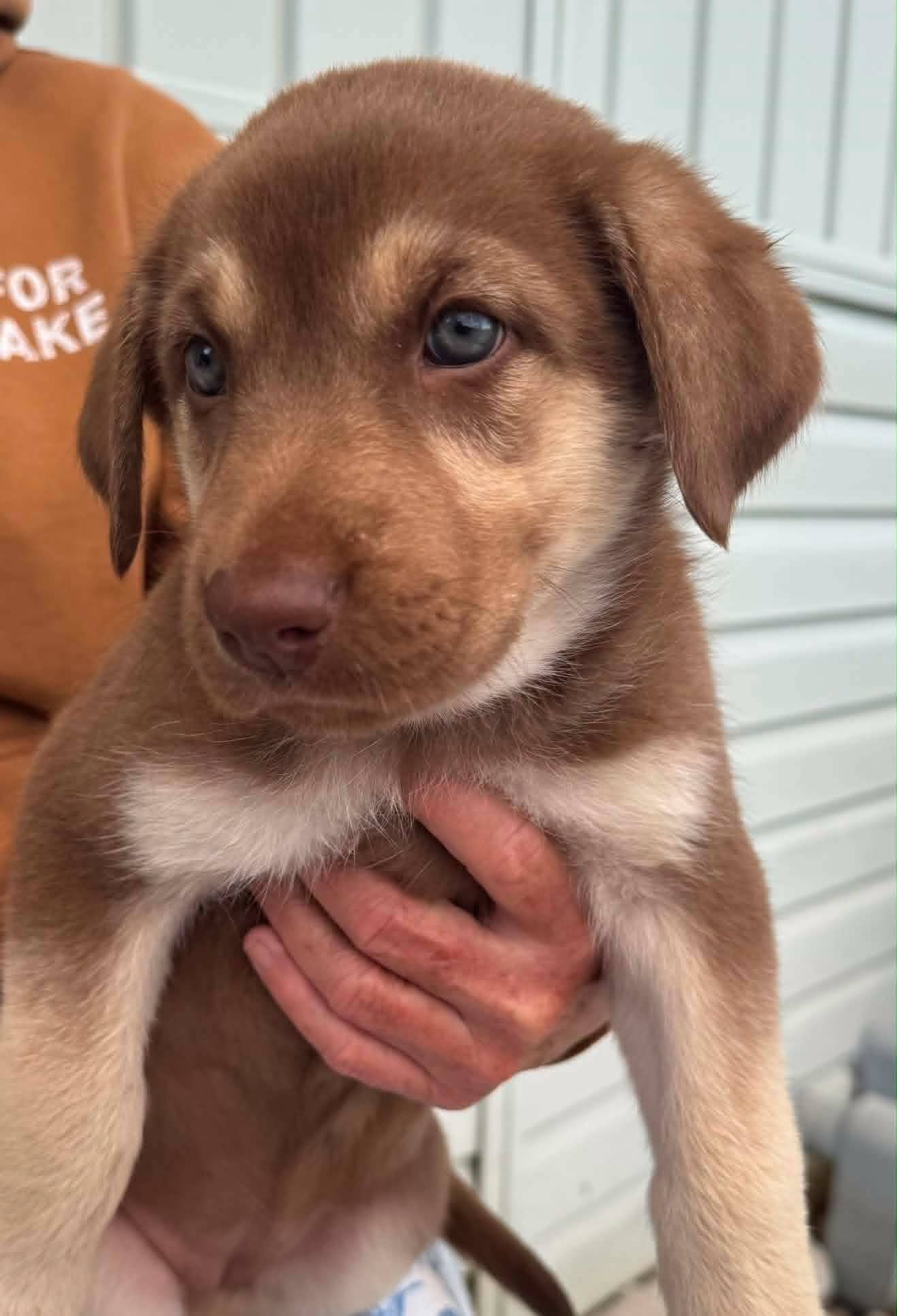 Lilac - Husky available for adoption at Paws For Love in Thunder Bay