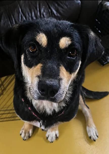Maggie - Mixed Breed available for adoption