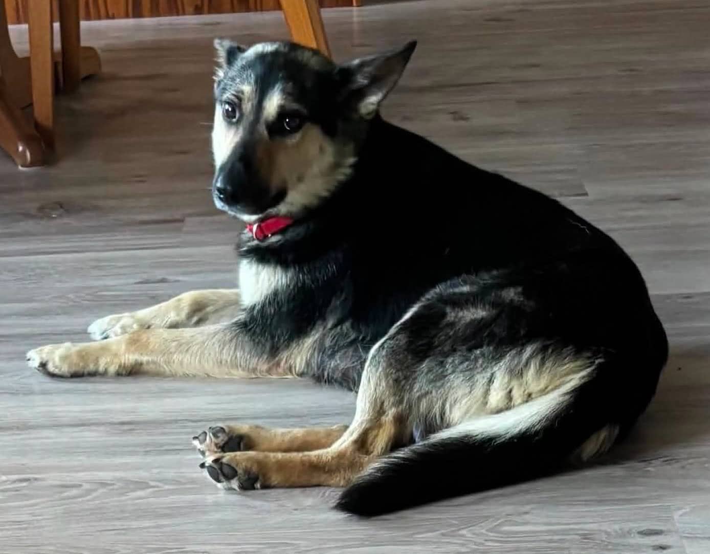 Maple - Husky available for adoption
