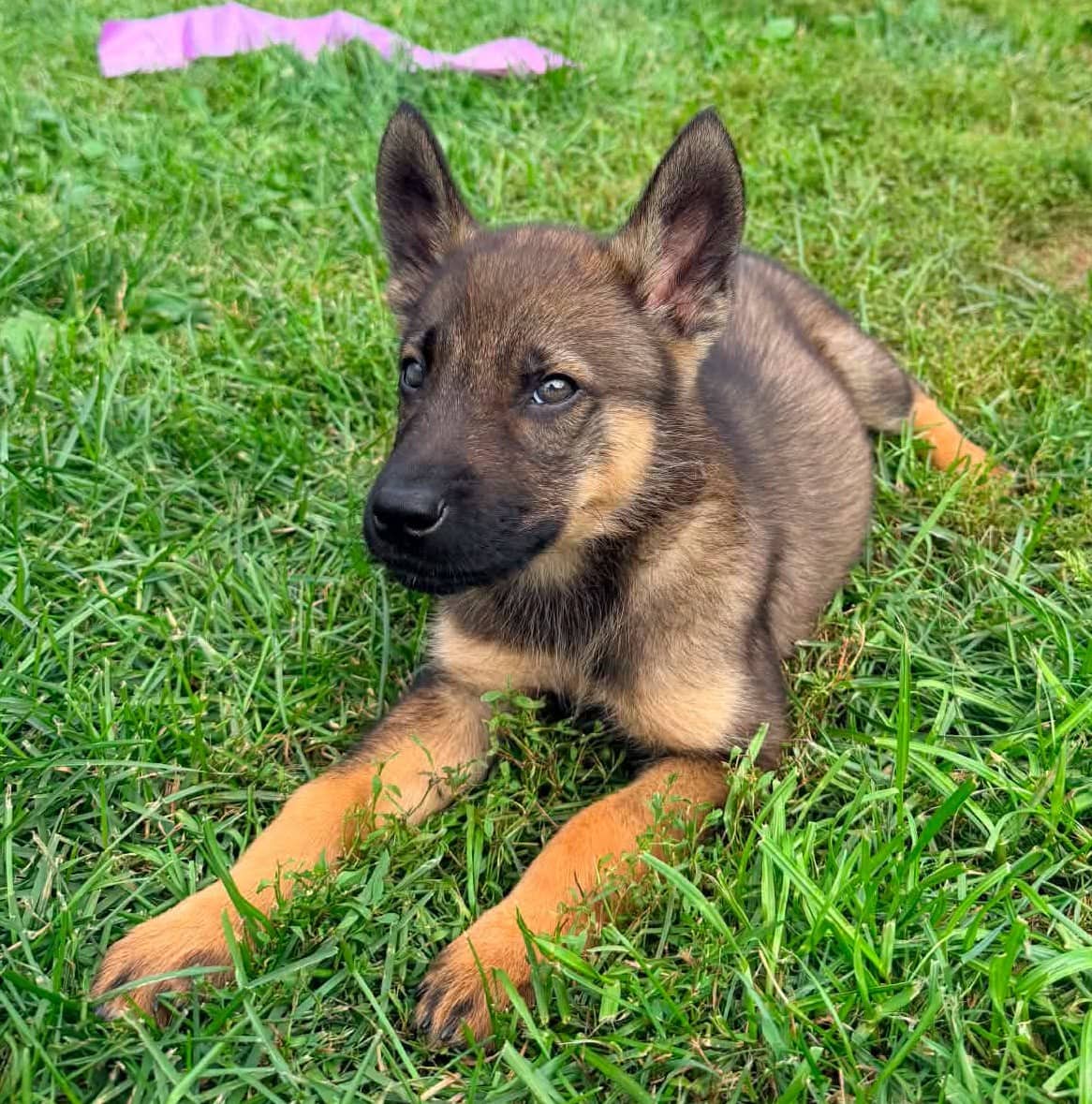 Marcus - Mixed Breed available for adoption