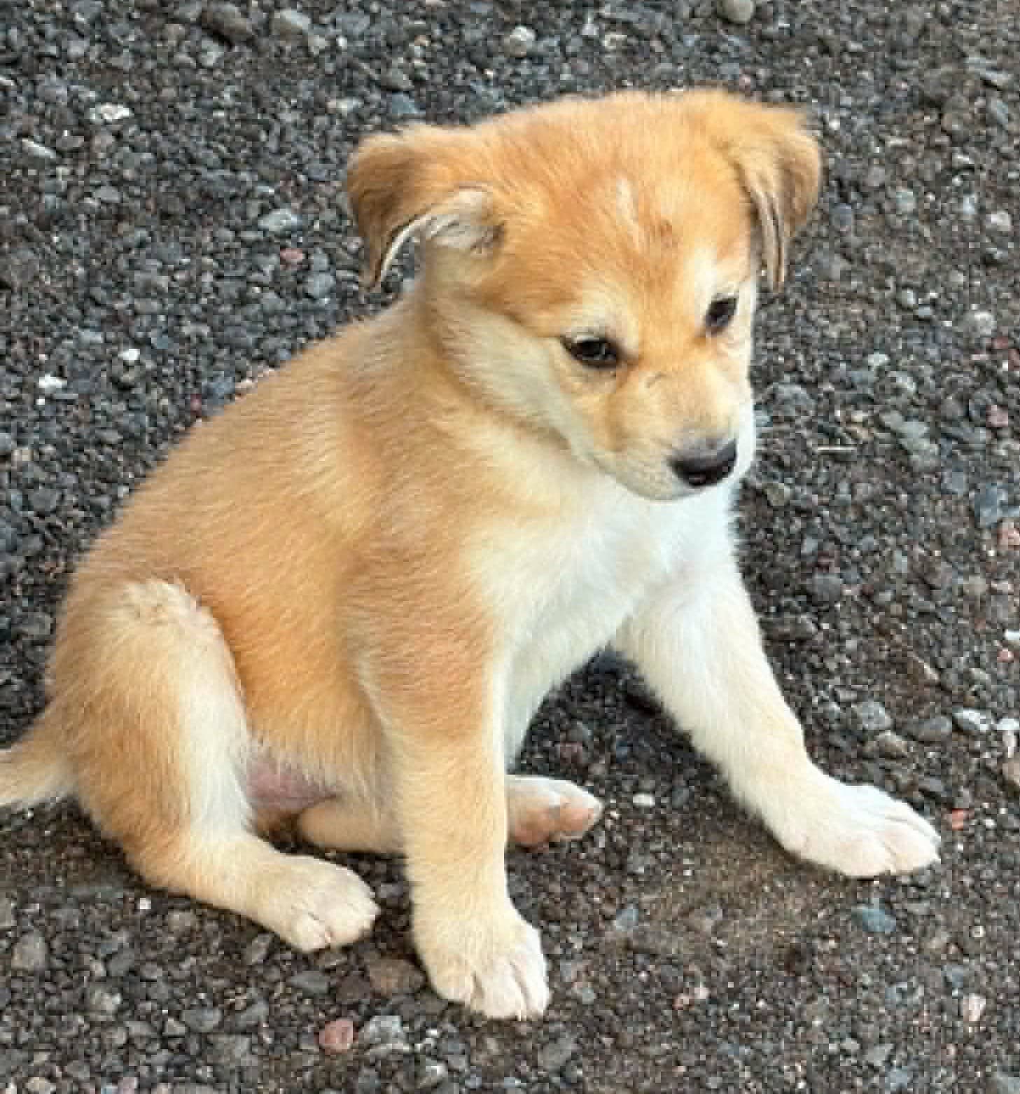 Mick - German Shepherd Mix available for adoption
