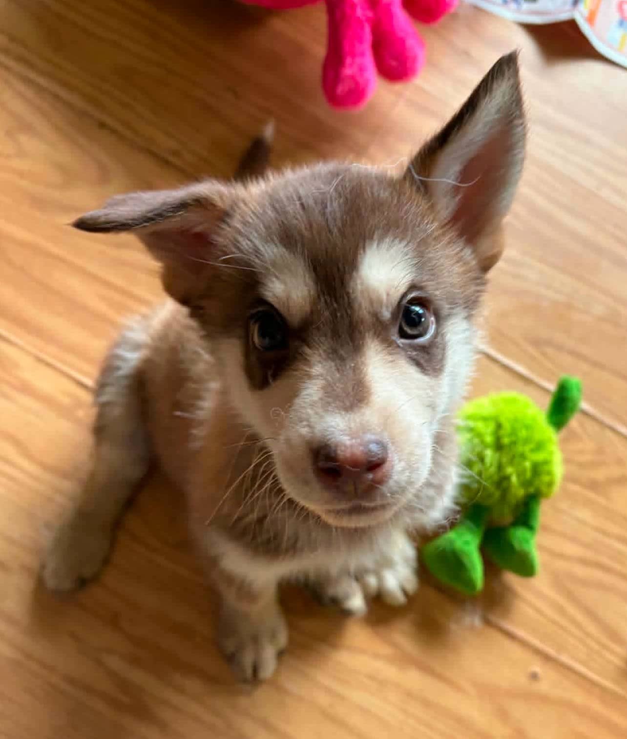 Mocha - Husky available for adoption at Paws For Love in Thunder Bay