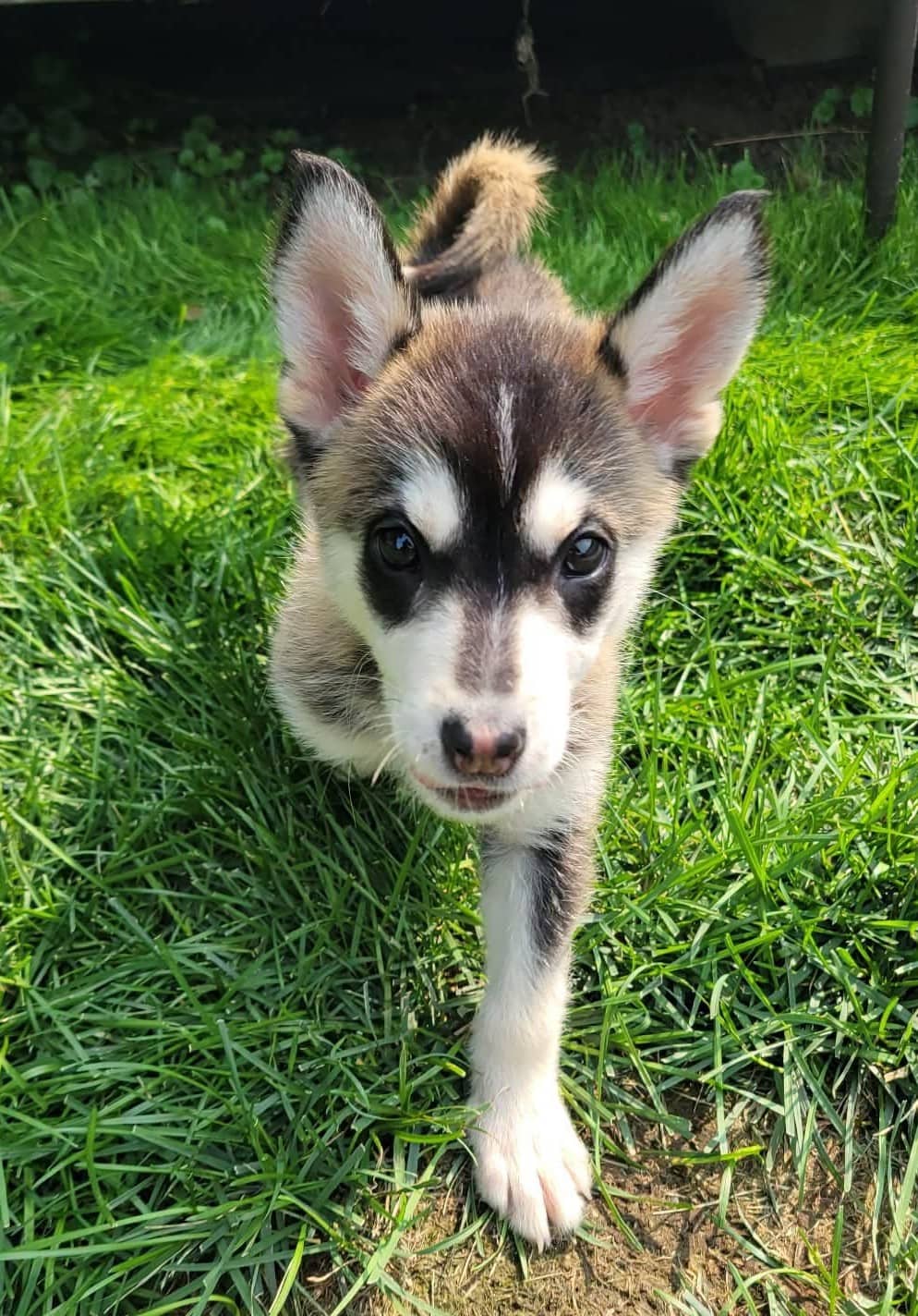 Rocky - Husky Mix available for adoption