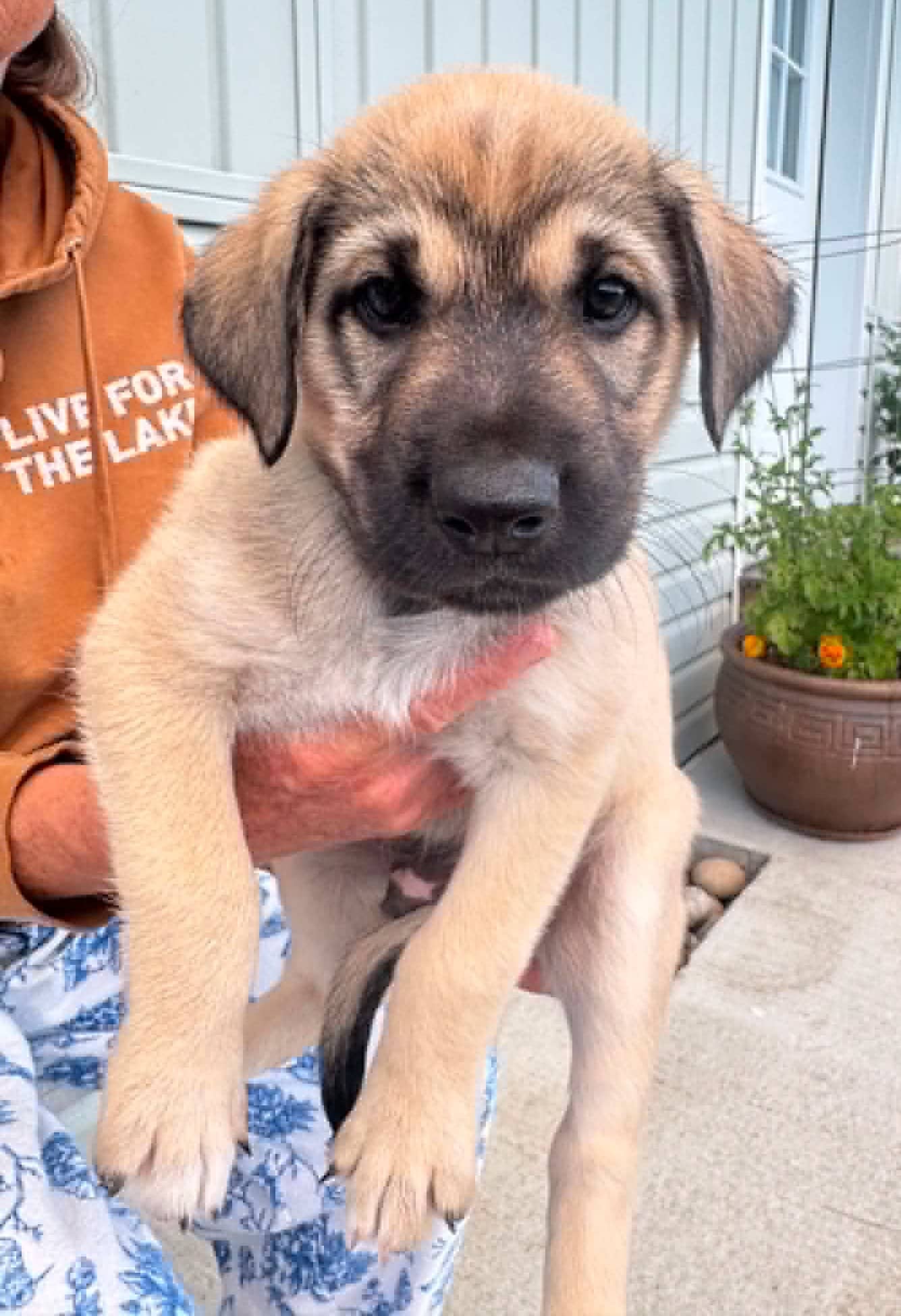 Spruce - Husky available for adoption