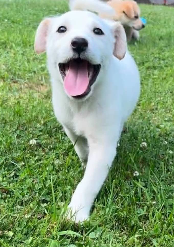 Sunny - Mixed Breed available for adoption