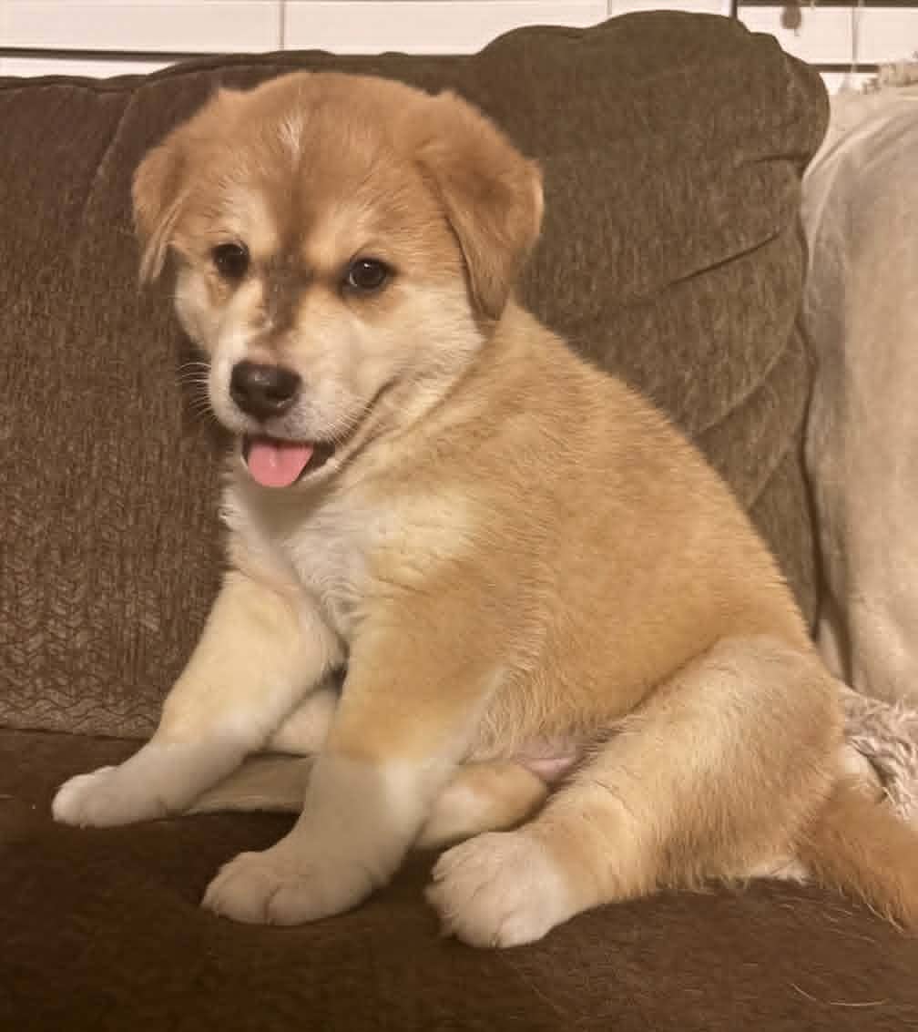 Willow - Mixed Breed available for adoption