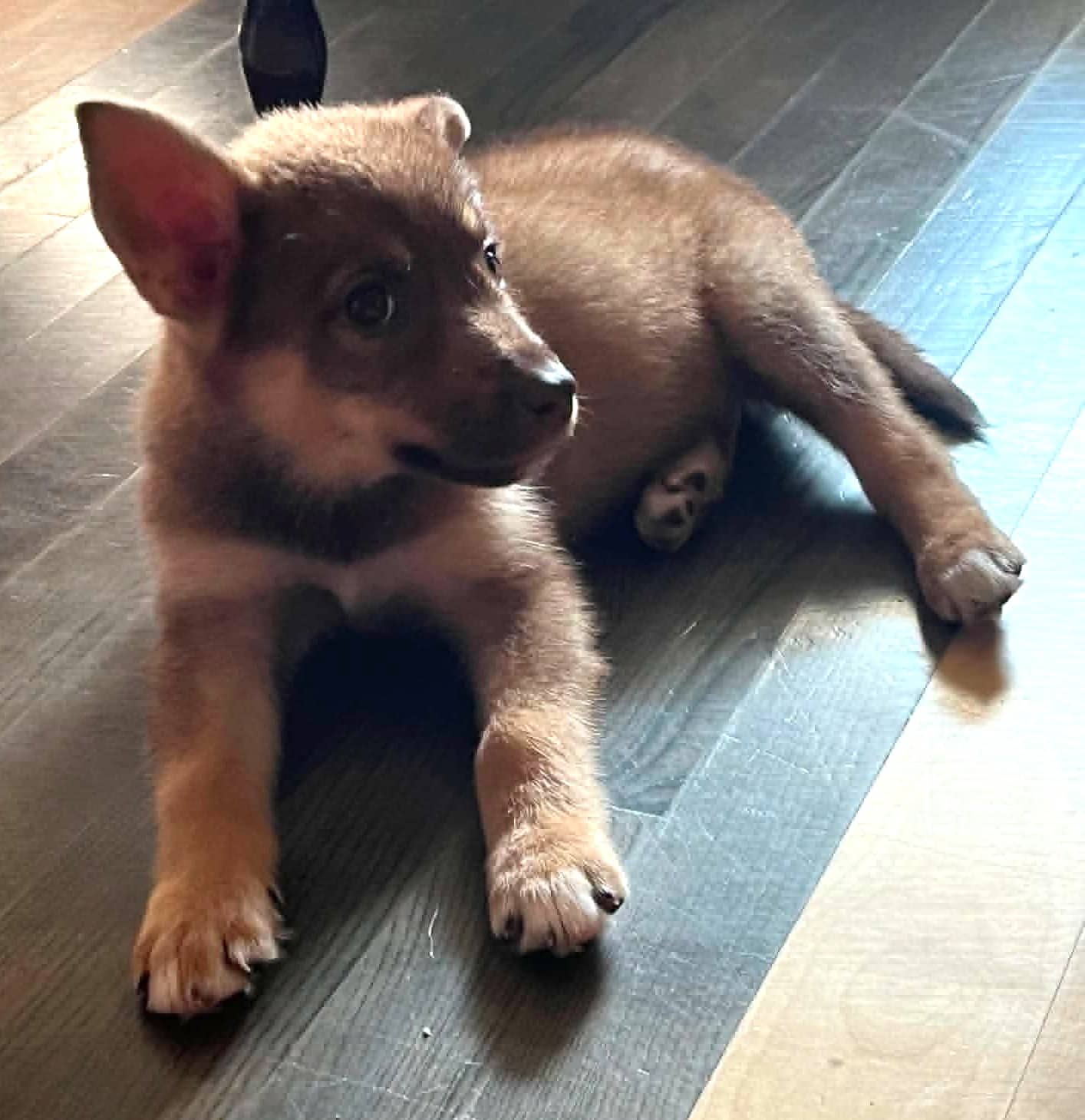 Winnie - Mixed Breed available for adoption at Paws For Love in Thunder Bay