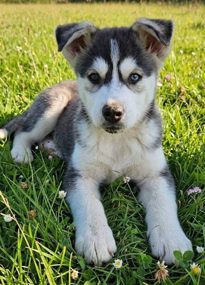Boomer - Mixed Breed available for adoption at Paws For Love in Thunder Bay