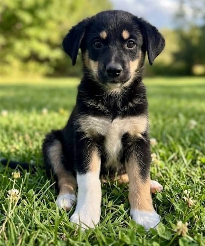 Delilah - Mixed Breed available for adoption at Paws For Love in Thunder Bay