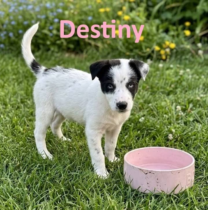 Destiny - Mixed Breed available for adoption at Paws For Love in Thunder Bay