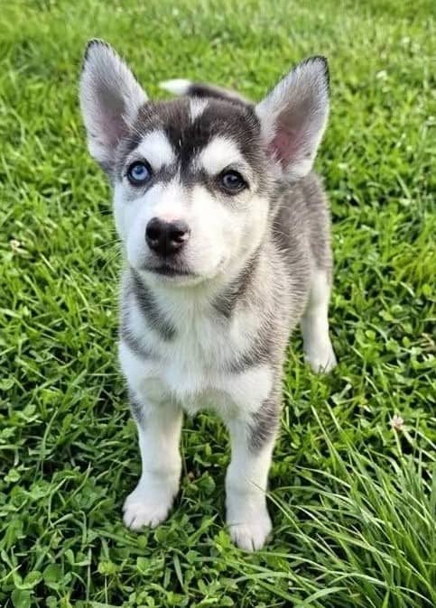 Diego - Husky Mix available for adoption