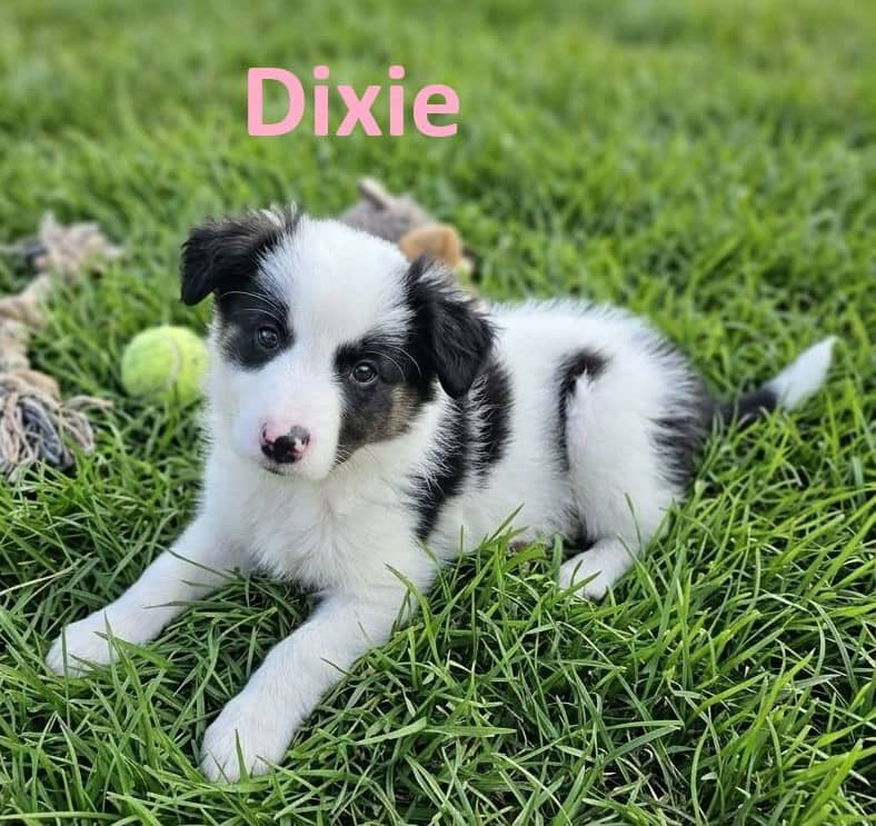 Dixie - Mixed Breed available for adoption at Paws For Love in Thunder Bay