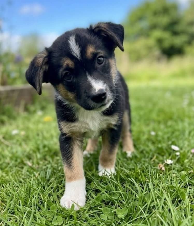 Donovan - Mixed Breed available for adoption