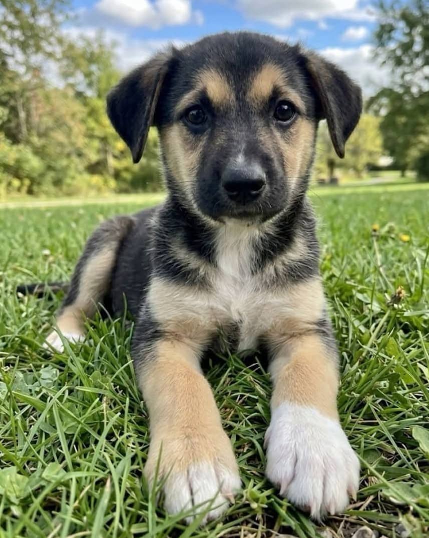 Dorothy - Shepherd Mix available for adoption
