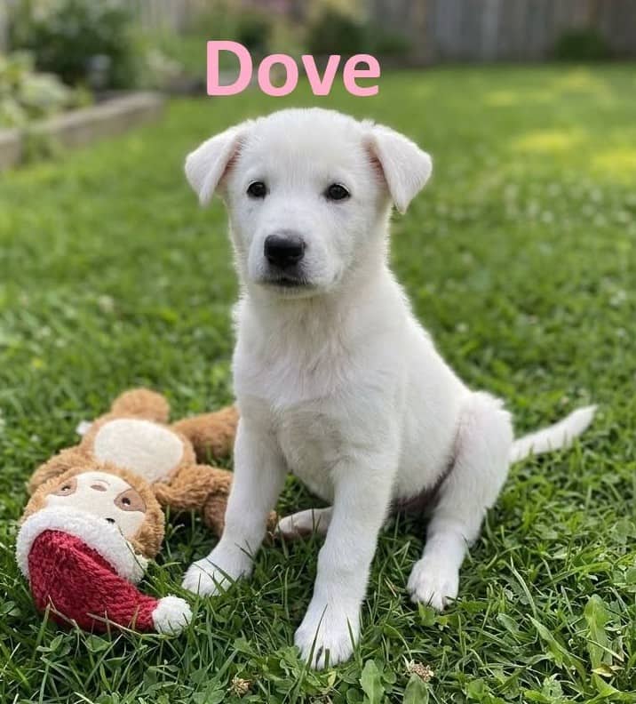 Dove - Mixed Breed available for adoption