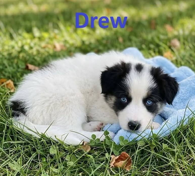 Drew - Mixed Breed available for adoption