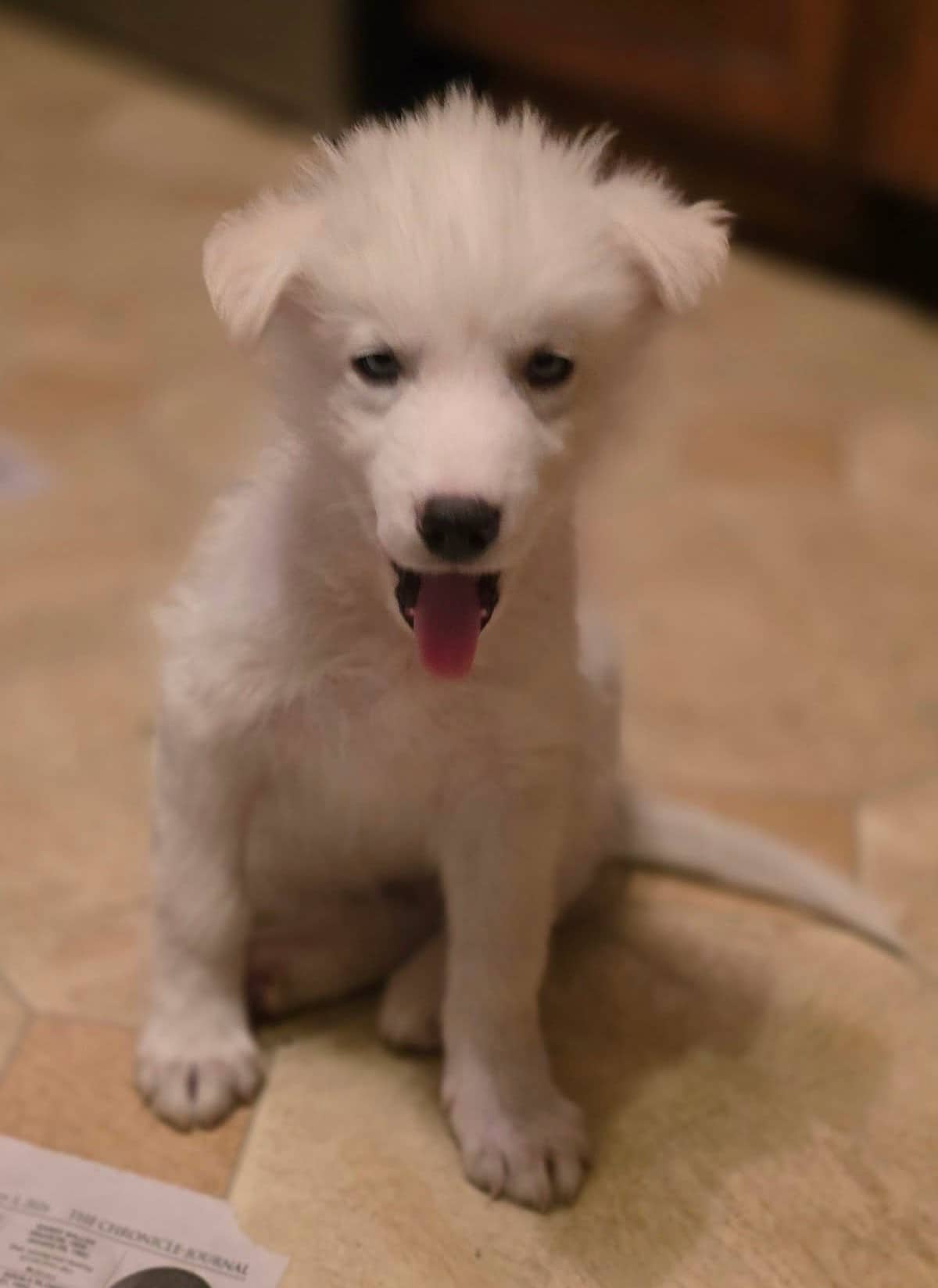 Dustin - Mixed Breed available for adoption
