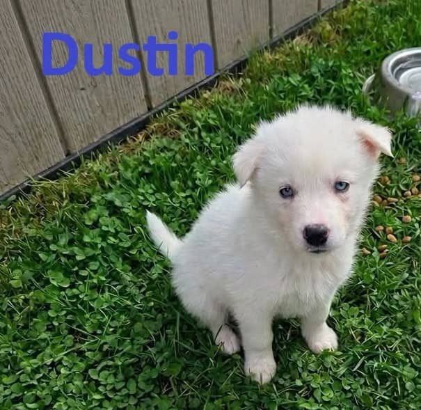 Dustin - Mixed Breed available for adoption