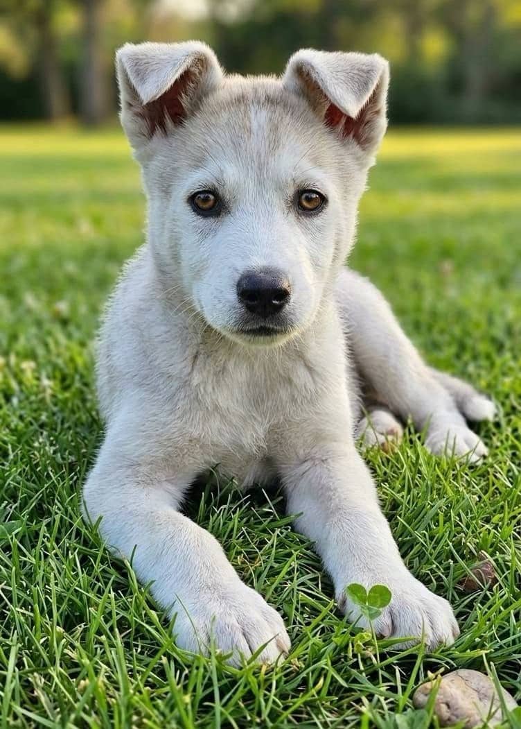 Ernie - Husky Mix available for adoption