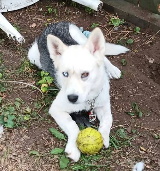 Iris - Female Husky available for adoption