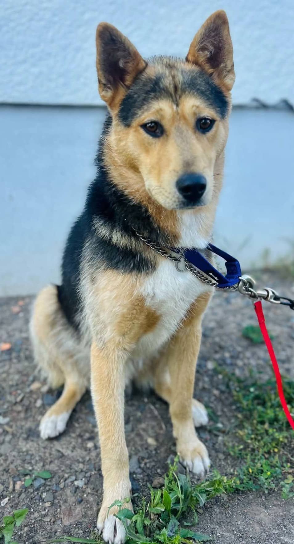 Koda - Shepherd Mix available for adoption at Paws For Love in Thunder Bay