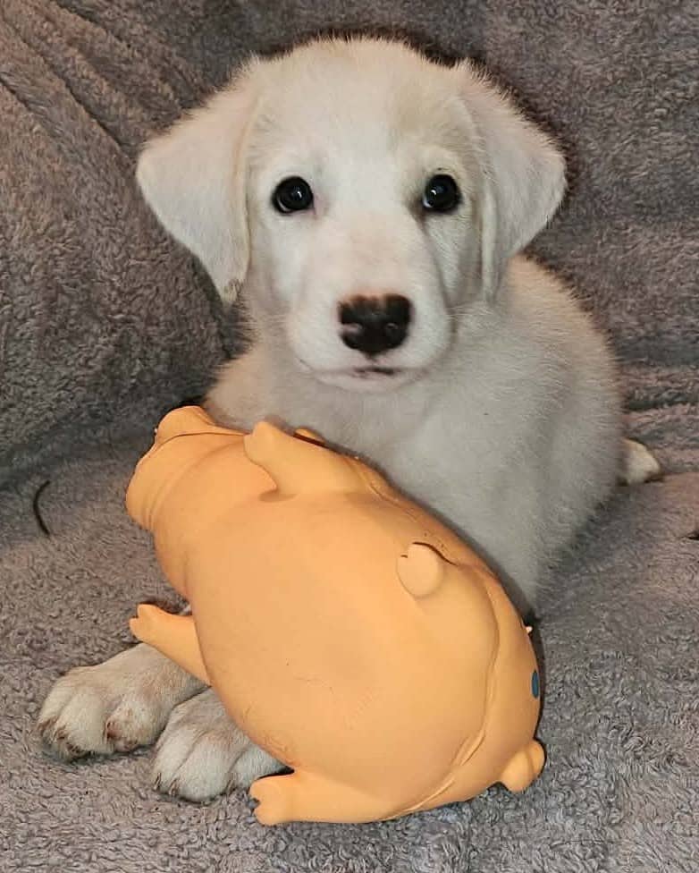Luna - Husky available for adoption