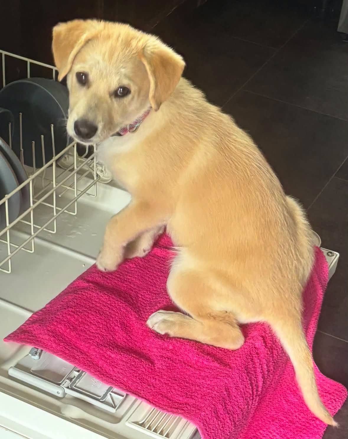 Penny - Labrador Retriever Mix available for adoption at Paws For Love in Thunder Bay