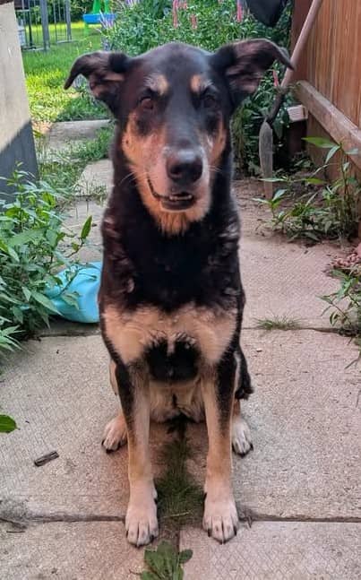 Roxie - Husky available for adoption