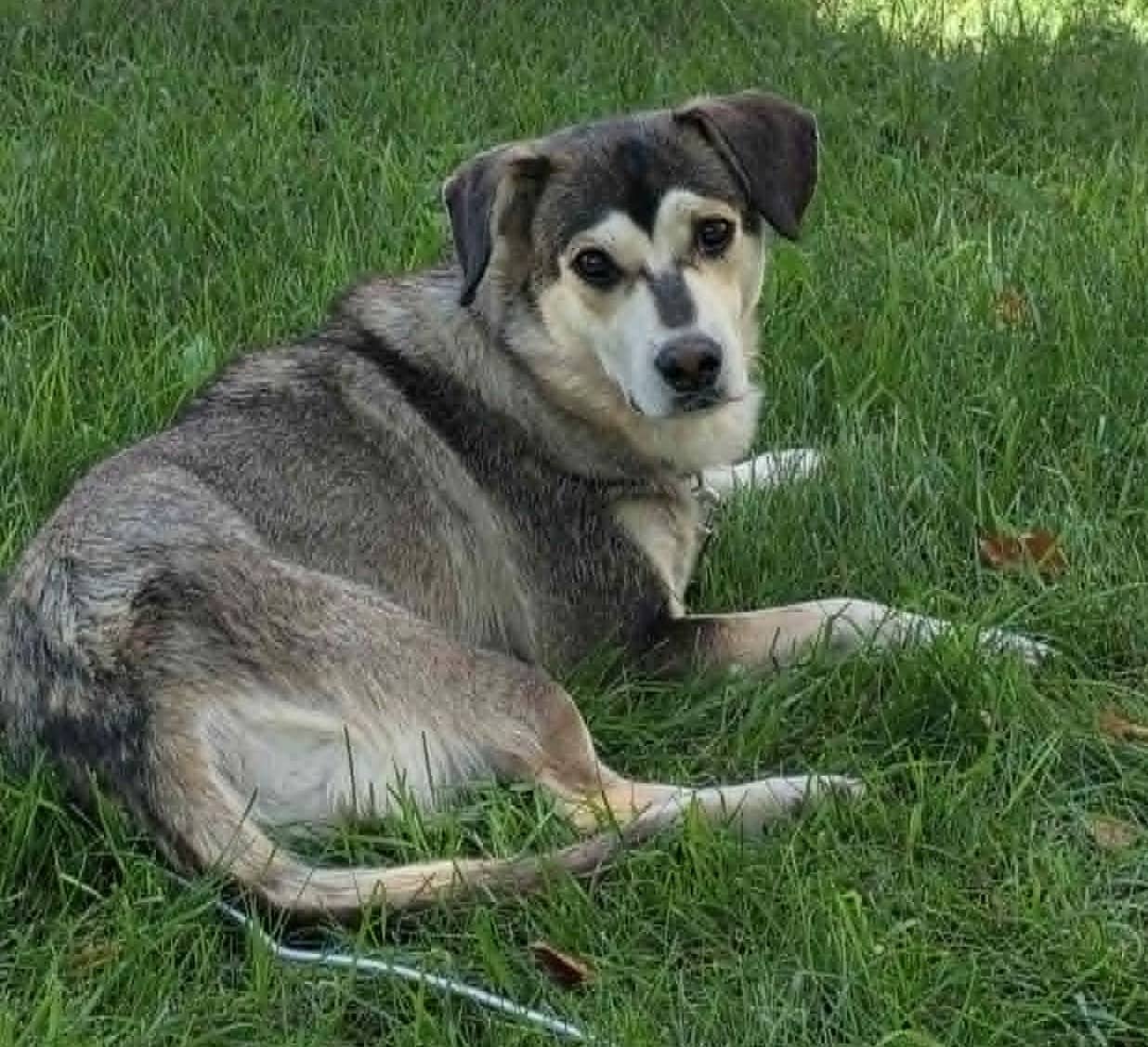 Sandy - Mixed Breed available for adoption